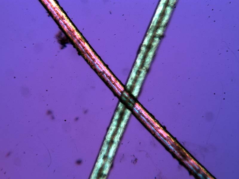 Preparazione Vetrino Con Capelli Natura Mediterraneo Forum Naturalistico