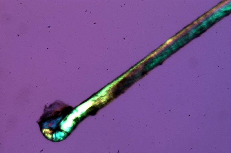 preparazione vetrino con capelli