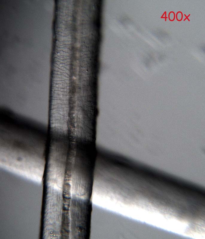 preparazione vetrino con capelli