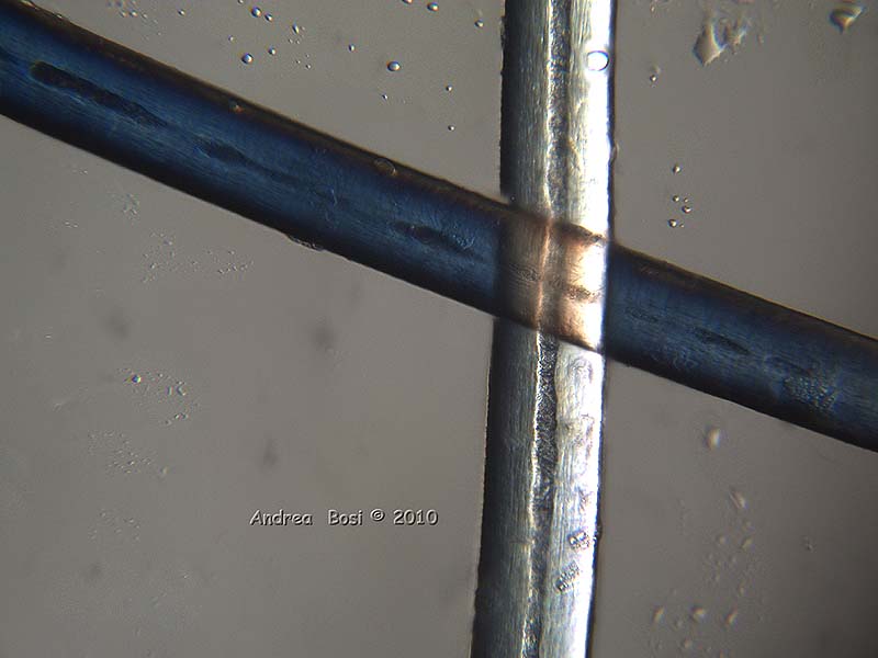 Capelli al microscopio ottico 