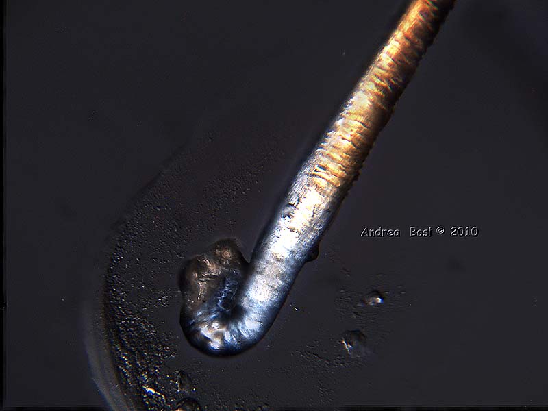 Preparazione Vetrino Con Capelli Natura Mediterraneo Forum Naturalistico