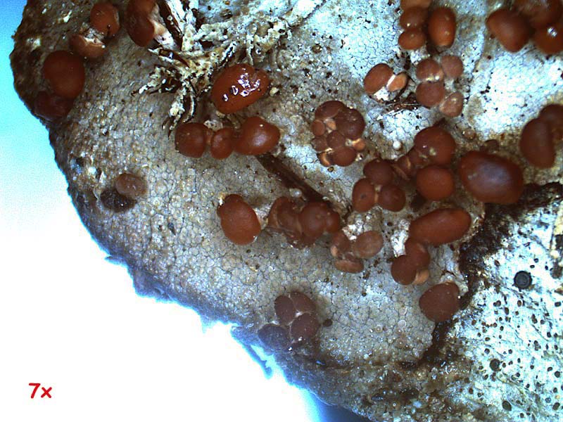 Lichene o micro fungo