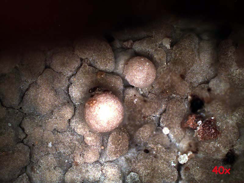 Lichene o micro fungo