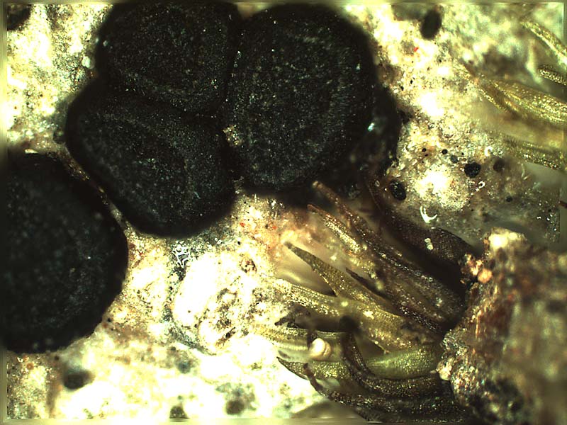 Lichene con foglie