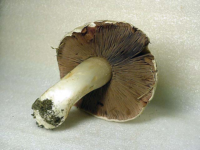 Prataiolo ?