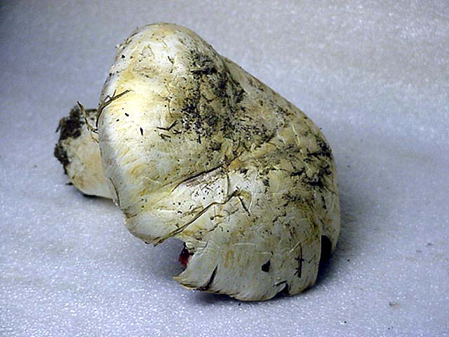 Prataiolo ?