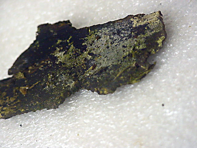 Muffa strana