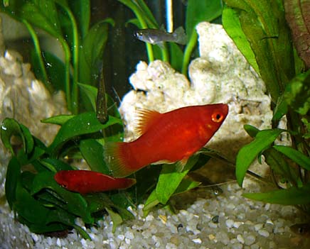 Flash e Animali