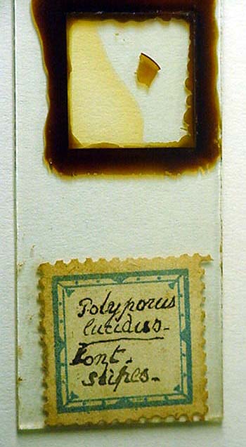 Polyporus di un secolo fa.