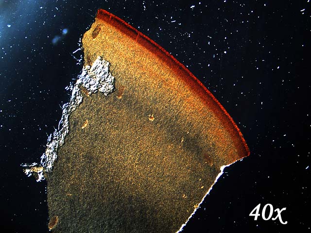 Polyporus di un secolo fa.