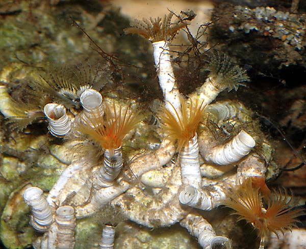 Hydroides sp.