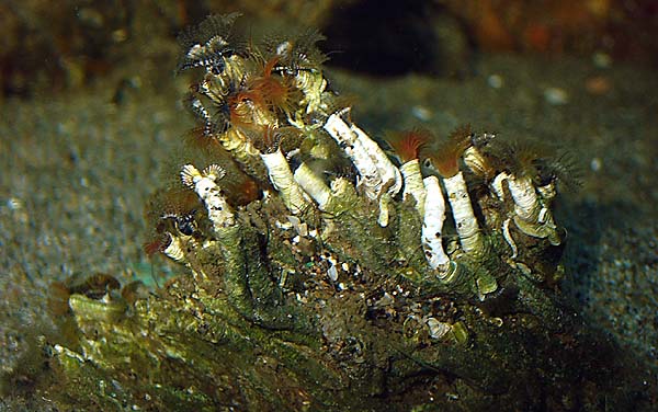 Hydroides sp.