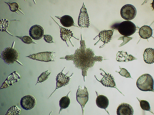 Un microscopio con lo zoom