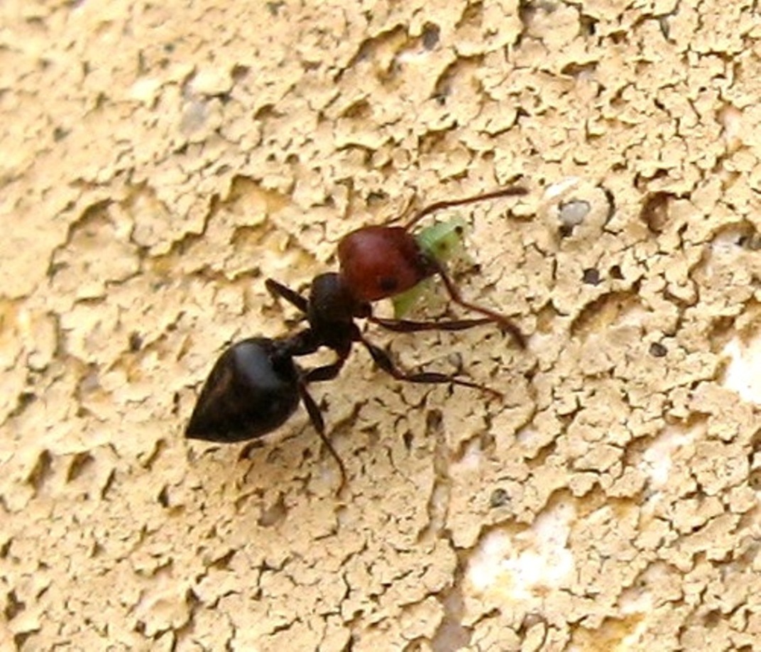 Transumanze... (Afidi trasportati da formiche Crematogaster)