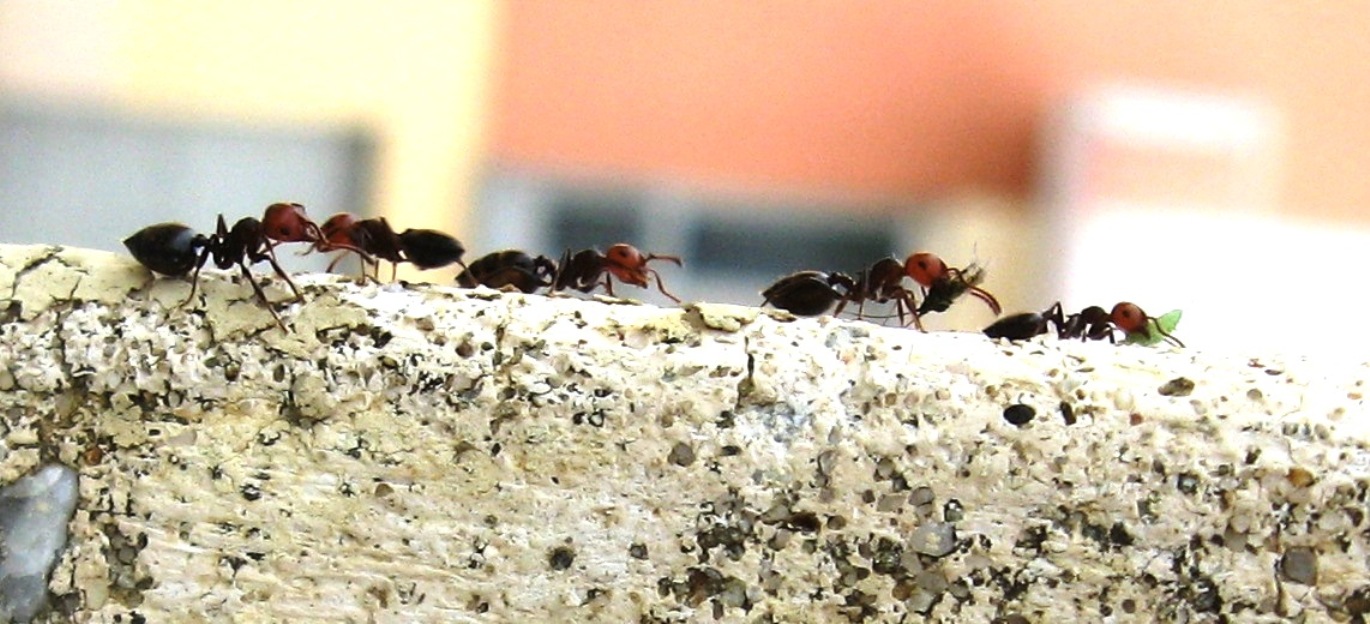 Transumanze... (Afidi trasportati da formiche Crematogaster)