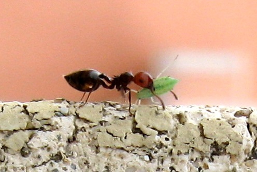 Transumanze... (Afidi trasportati da formiche Crematogaster)