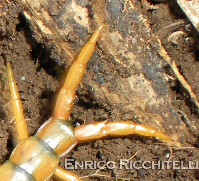 Scolopendra