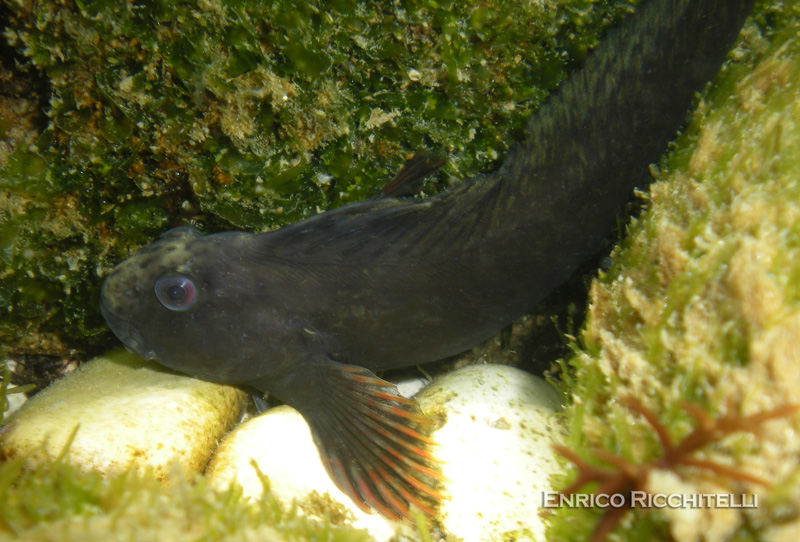 Parablennius sanguinolentus (esemplare giovane)