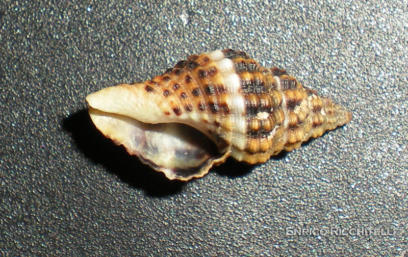 Gasteropode da determinare 2