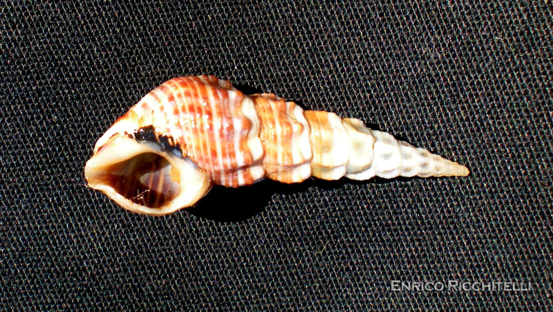 Gasteropode da determinare