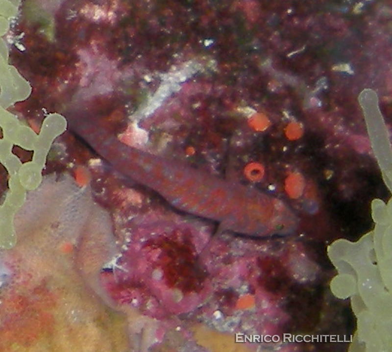 Corcyrogobius liechtensteini