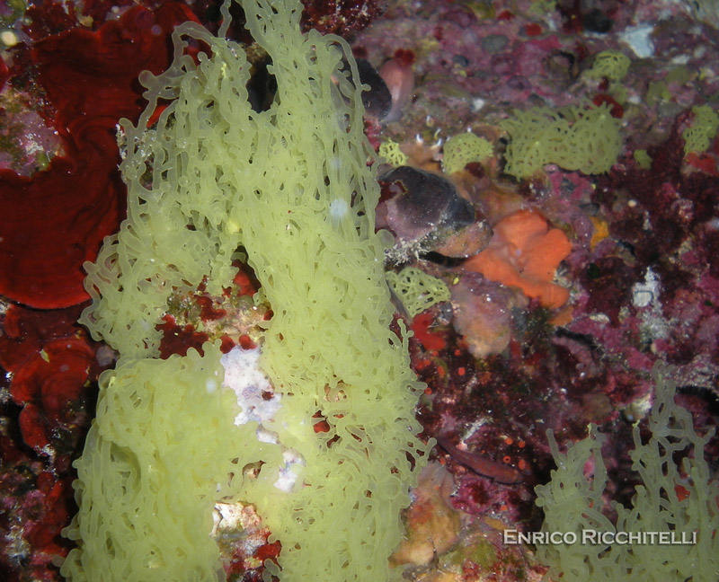 Corcyrogobius liechtensteini