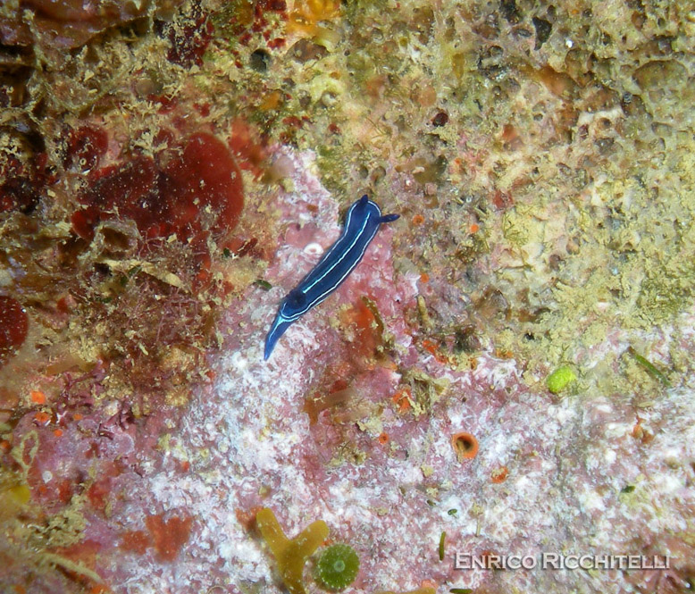 Hypselodoris orsinii