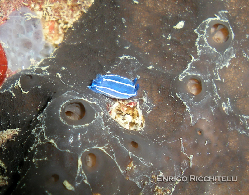 Hypselodoris orsinii