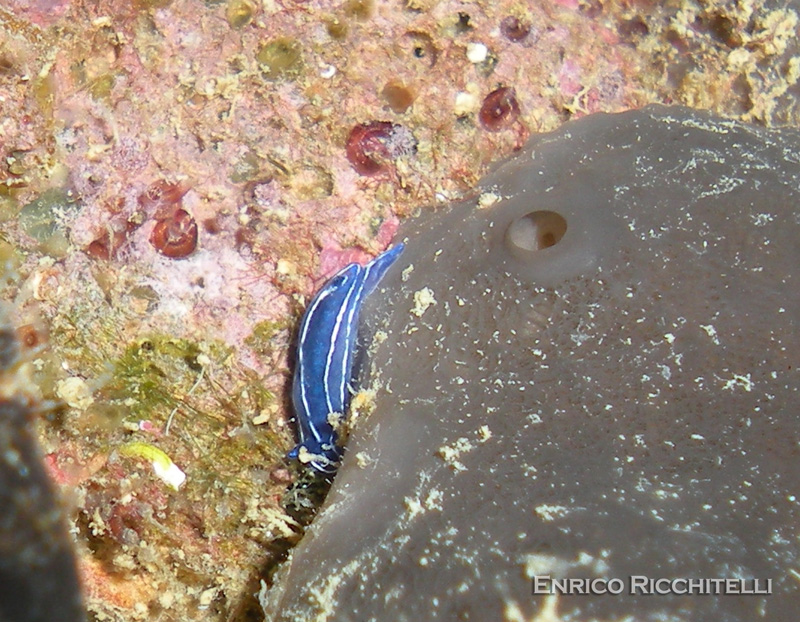 Hypselodoris orsinii