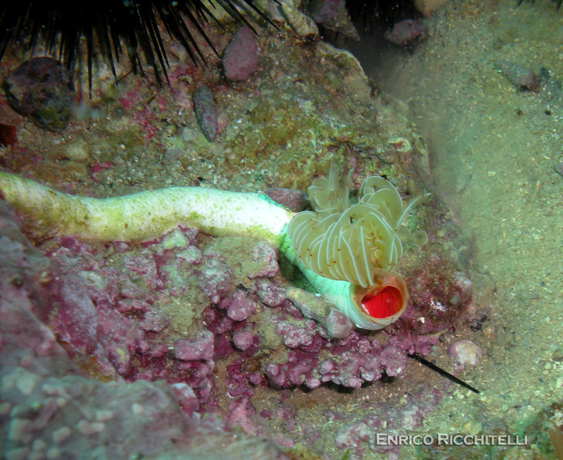 Protula intestinum e Protula tubularia