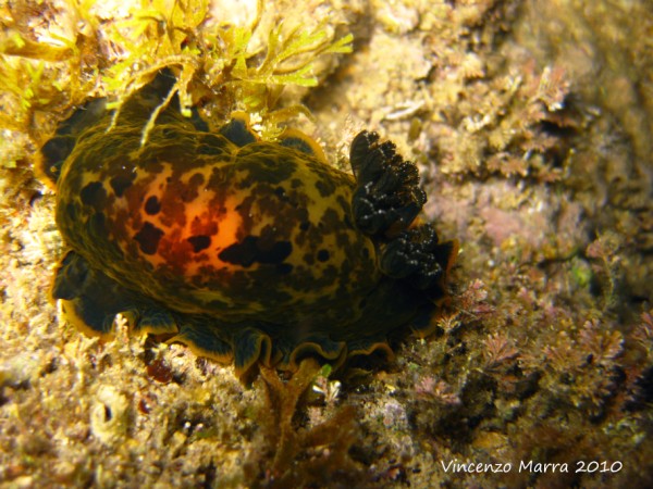 Dendrodoris limbata