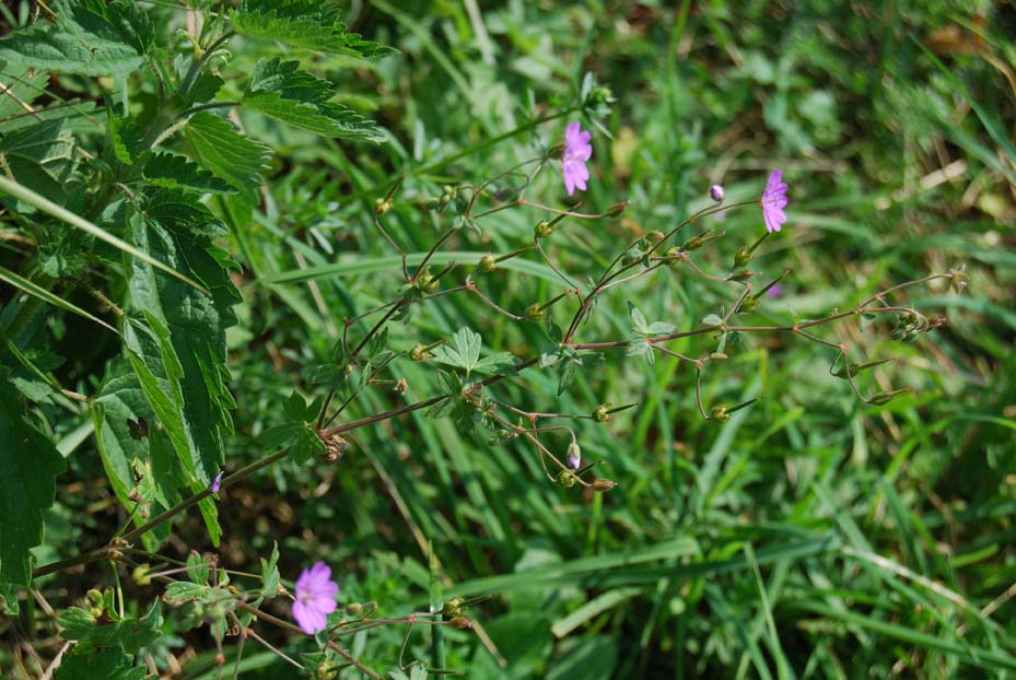 Geranium pyrenaicum / Geranio dei Pirenei