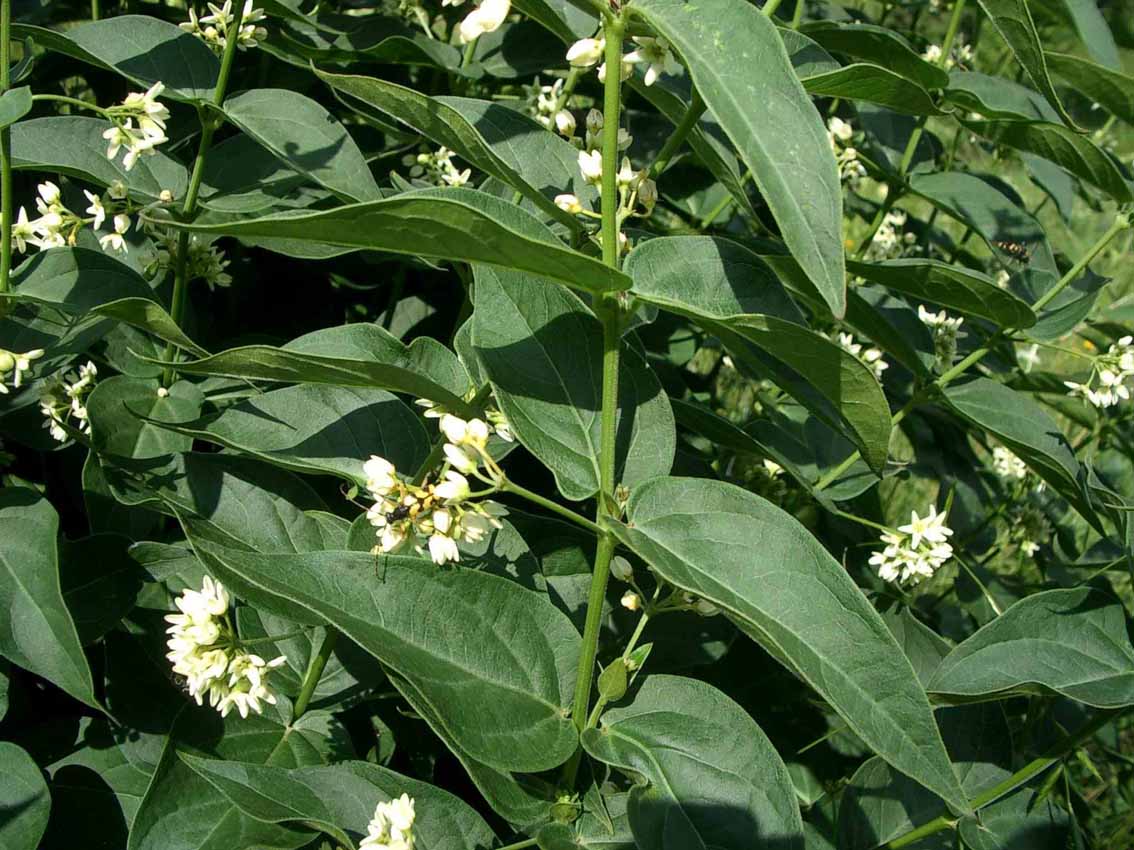 Vincetoxicum hirundiniana e Clematis recta