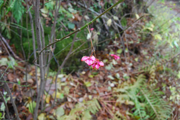 Euonymus europaeus / Fusaria comune, Berretto da prete