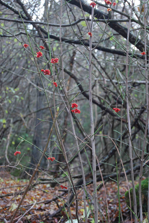 Euonymus europaeus / Fusaria comune, Berretto da prete