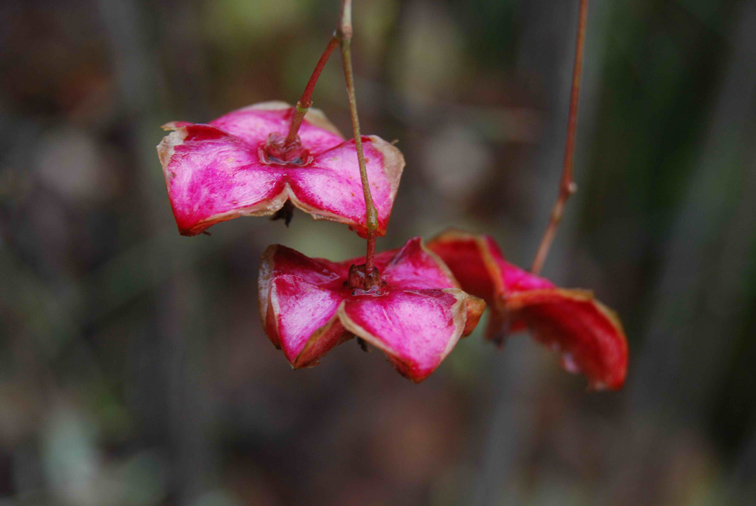 Euonymus europaeus / Fusaria comune, Berretto da prete