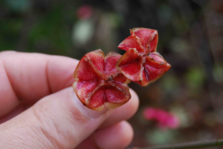 Euonymus europaeus / Fusaria comune, Berretto da prete
