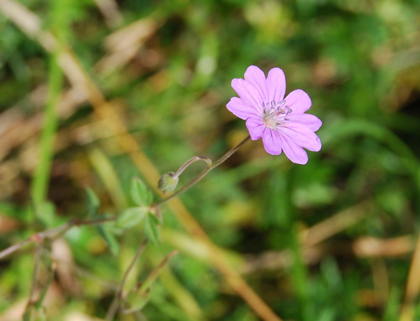 Geranium pyrenaicum / Geranio dei Pirenei