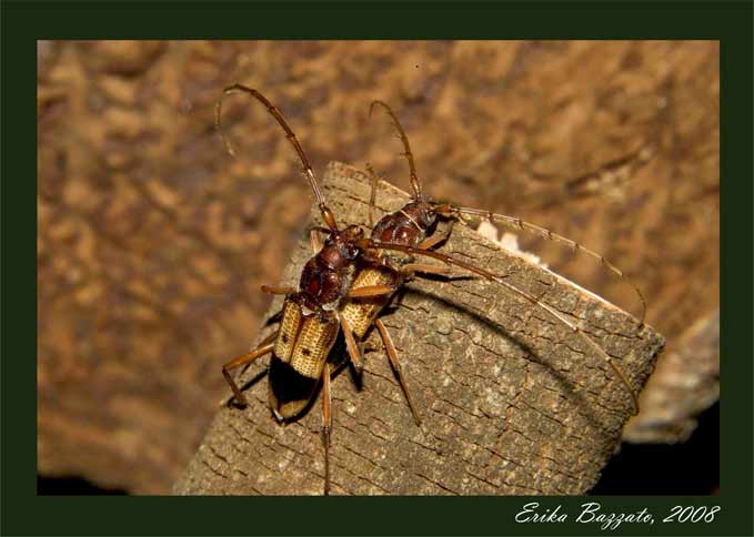 Phoracantha recurva Newman, 1840