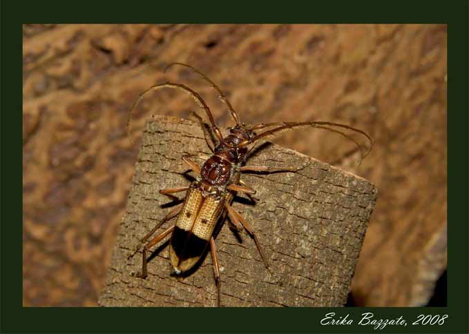 Phoracantha recurva Newman, 1840