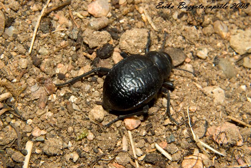 Pimelia undulata