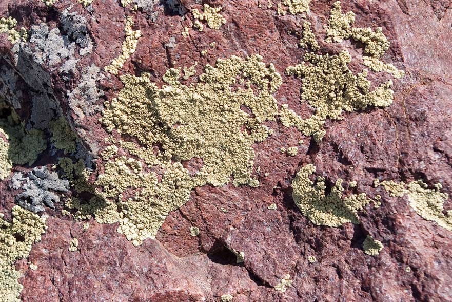licheni crostosi di Corsica