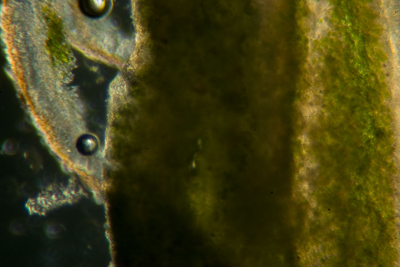 1 passi di microscopia: i licheni