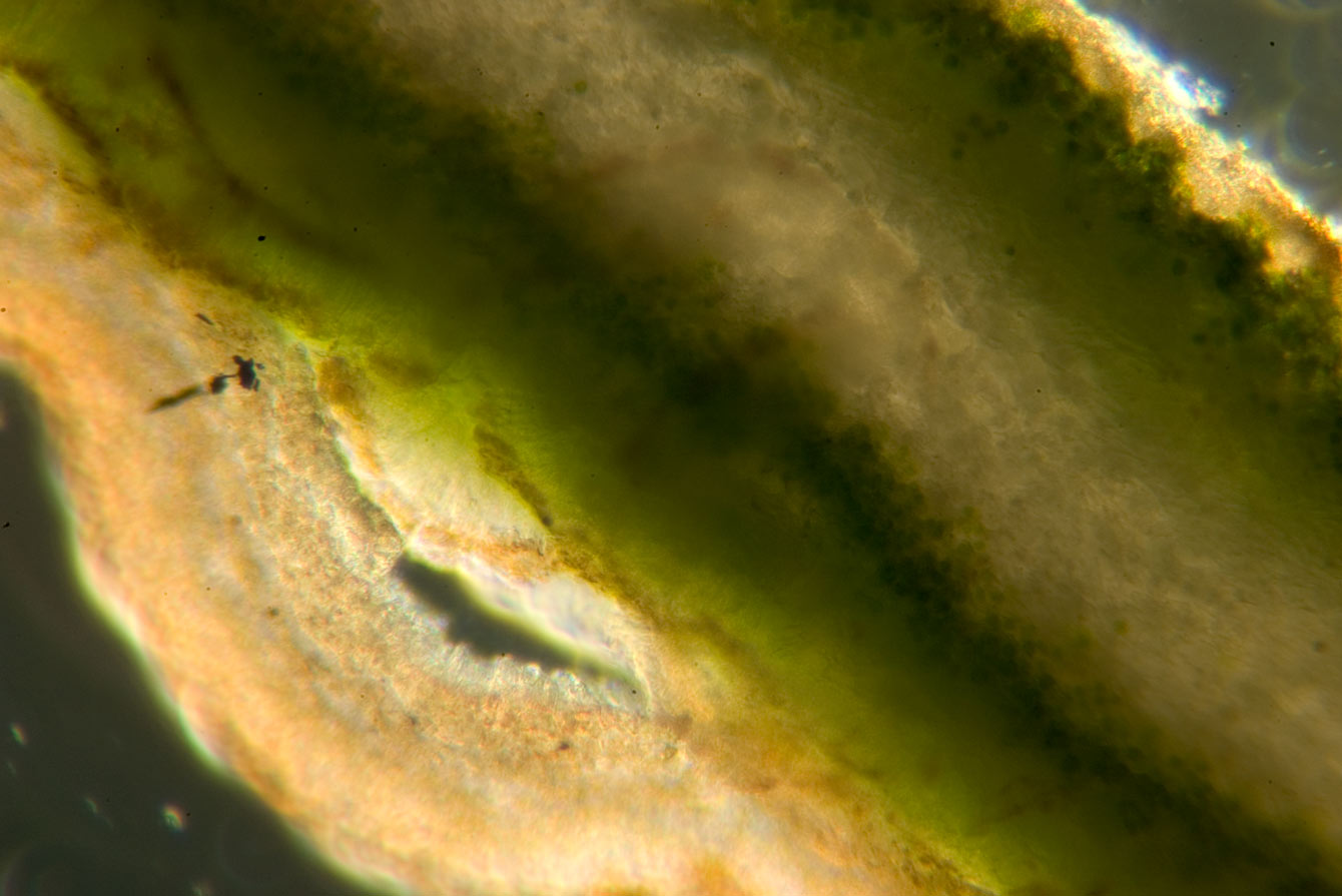 1 passi di microscopia: i licheni