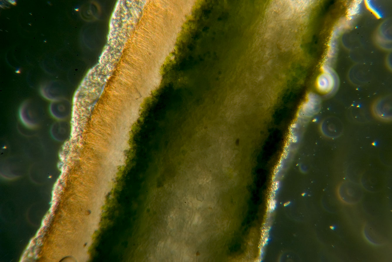 1 passi di microscopia: i licheni