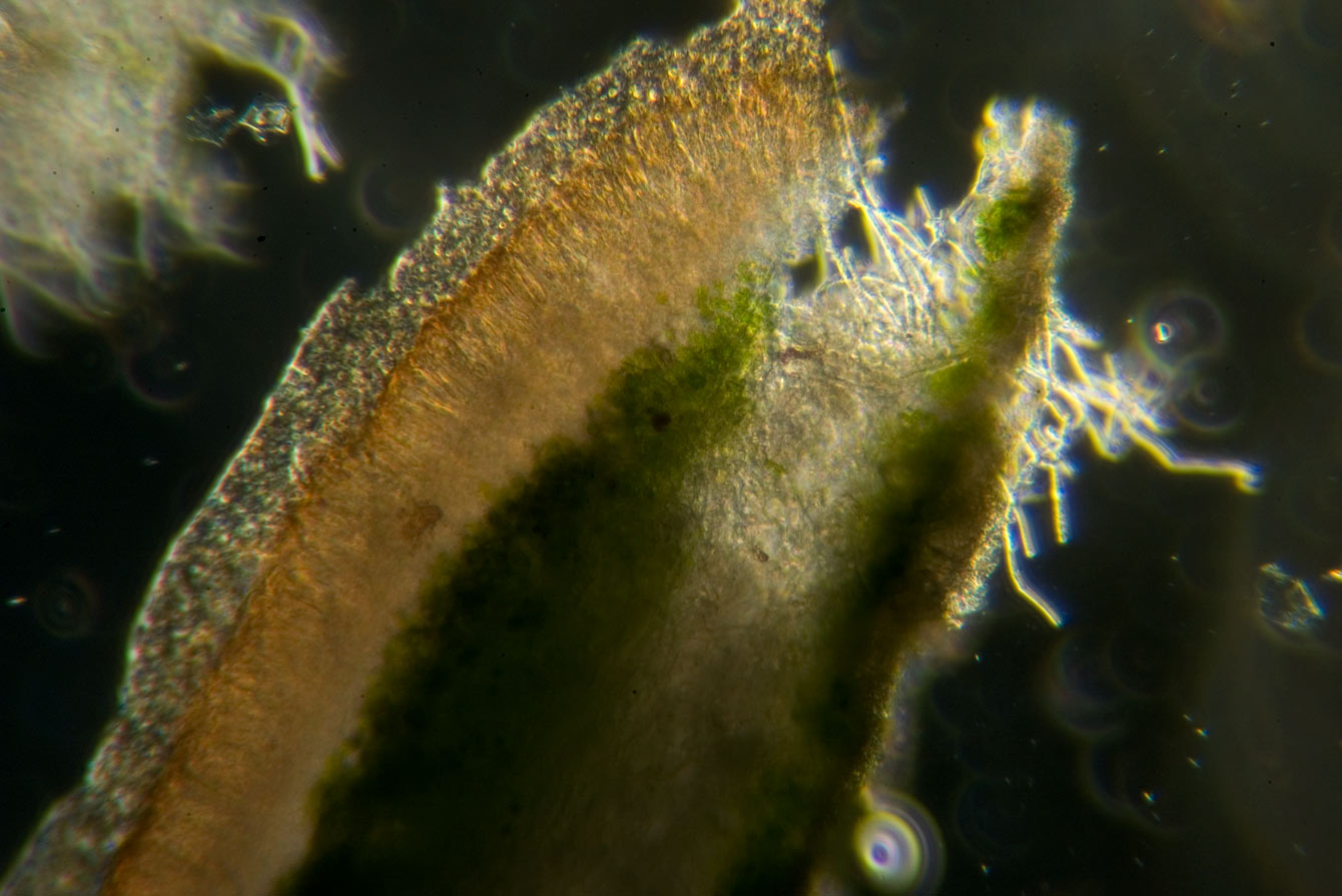 1 passi di microscopia: i licheni