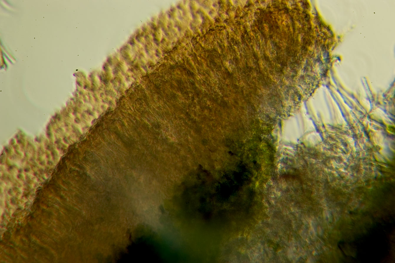 1 passi di microscopia: i licheni