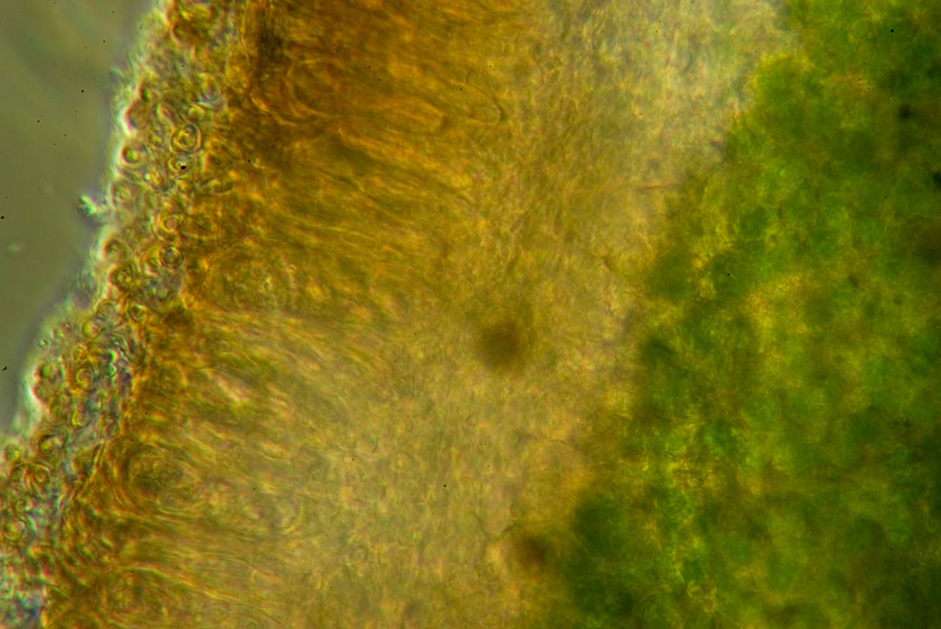 1 passi di microscopia: i licheni