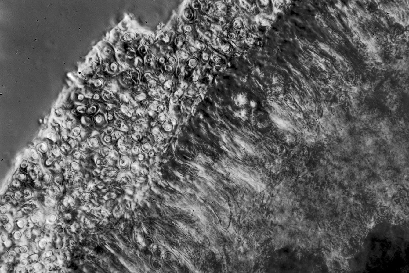 1 passi di microscopia: i licheni