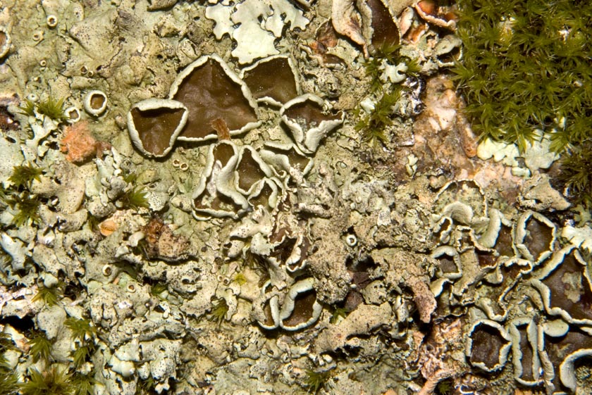 lichene foglioso, tallo verdolino...che dite?